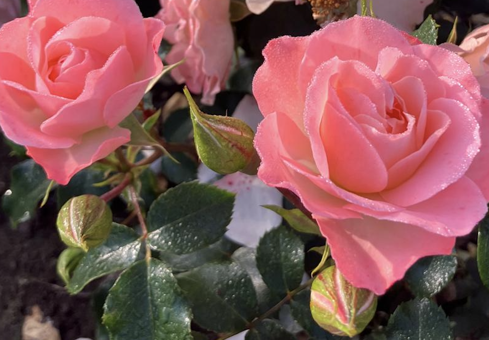 Scherm­afbeelding 2024-07-12 om 15.58.10