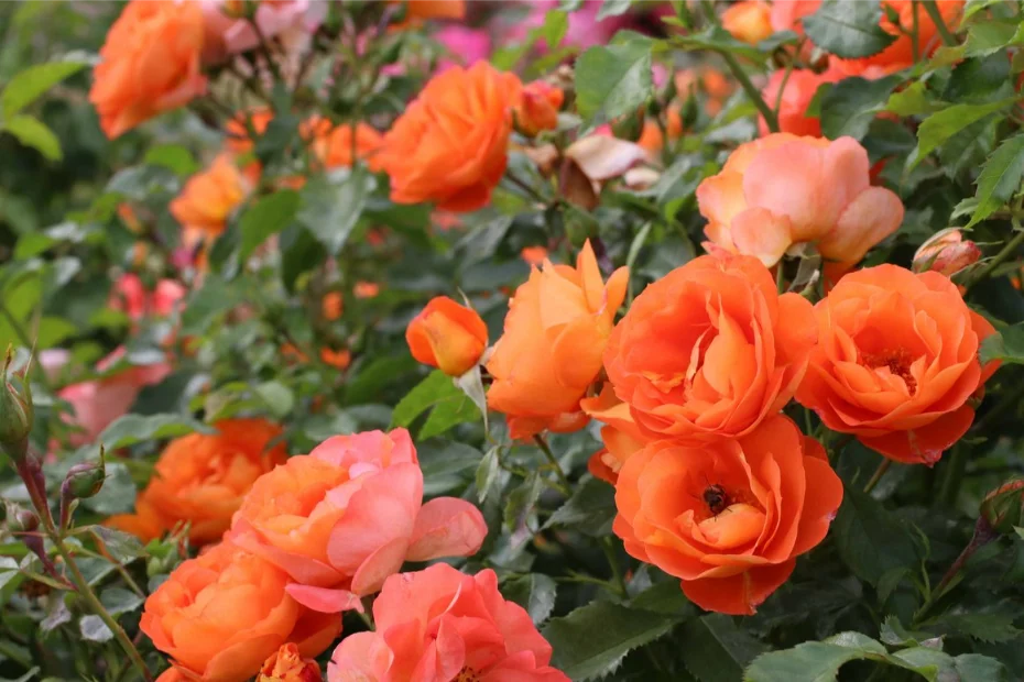 Orangejewel1